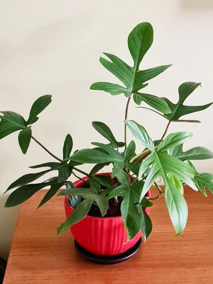 Say hi to this beauty, the Florida Green Philodendron. I've found it does wonderfully indoors here in Mumbai and is one of the easiest plants to grow, with its uniquely shaped, glossy leaves.