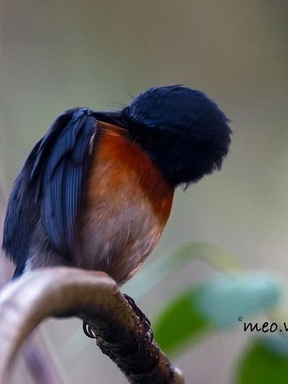 A rare view of the Tickell's Blue Flycatcher preening its feathers. It's a quiet, intimate moment that shows a different side of this energetic little bird.