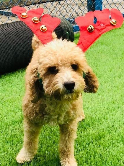This adorable Poodle is all decked out for Christmas, wearing a red reindeer antler headband with little jingle bells. A perfect portrait from our festive photoshoot.