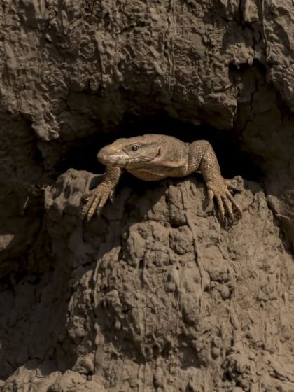 A Monitor Lizard peeking out of its burrow in the sandy banks of the Chambal River.