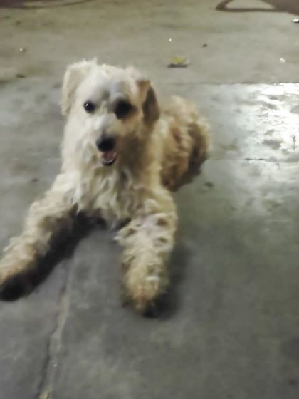 **SIGHTING:** This poodle-mix dog was spotted roaming in Narmada Apartments, Alaknanda. He appears to be a lost domestic dog, and we are trying to find his owner or a temporary foster for him.