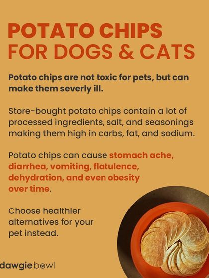 Potato chips are another human snack to avoid. They are high in salt, fat, and processed ingredients that can make your pet very ill, causing stomach aches, dehydration, and other problems.