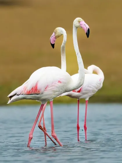 A pair of Greater Flamingos standing tall in the water. Flamingos are monogamous, and both parents work as a team to build the nest and incubate the egg.