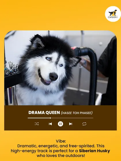 Every pet has a personality, and this Siberian Husky is a total "Drama Queen" who secretly loves the attention. I have the patience and skill to handle all temperaments, from the shy ones to the divas.