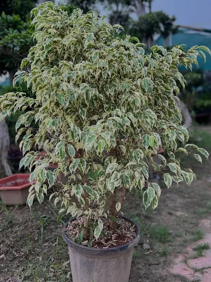 Yeh variegated Ficus Starlight hai, jo landscaping ke liye ek behtareen option hai. Iske do-rangi patte isko bahut aakarshak banate hain.