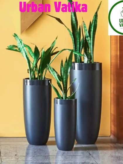 A trio of Snake Plants in tall, dark planters, creating a stylish and modern look while purifying the air.
