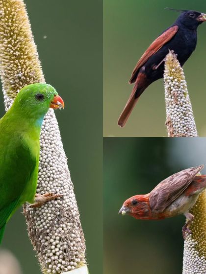 A collage showing three different species, the Vernal Hanging Parrot, Crested Bunting, and Common Rosefinch, all sharing a meal on maize cobs.