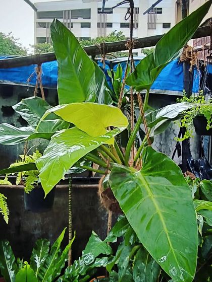 Rare & Collector's Plants photo 19