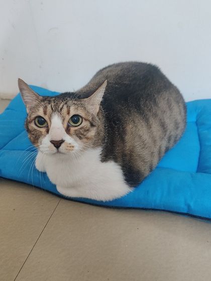 Sammy's Nest - Home Boarding for Small Pets Happy Cats: Our Boarding Guests photo 69