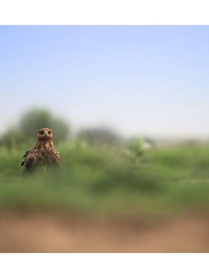 A Tawny Eagle partially hidden in the grass, its head peeking out, showcasing its natural camouflage.