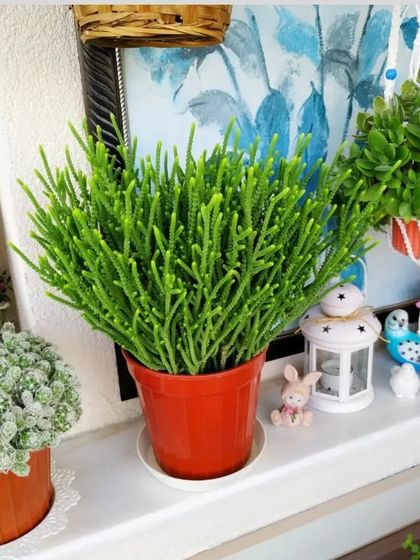 A vibrant green Rhipsalis cactus in a red pot, sitting next to a Thimble Cactus. These are great for adding interesting textures to your plant display.