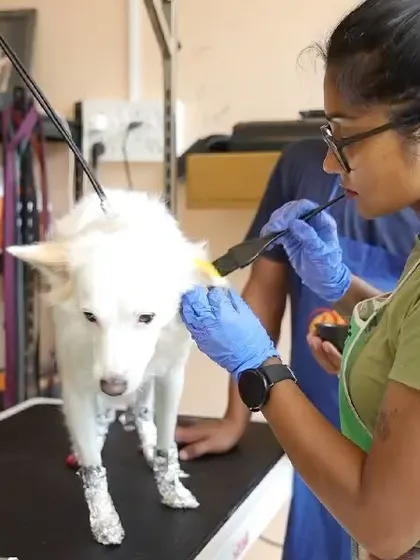 Here’s a peek at the creative coloring process. I use professional tools and techniques, like sectioning and careful application with a brush, to ensure the pet-safe dye goes exactly where it should. Safety and precision are my top priorities for every artistic grooming session.