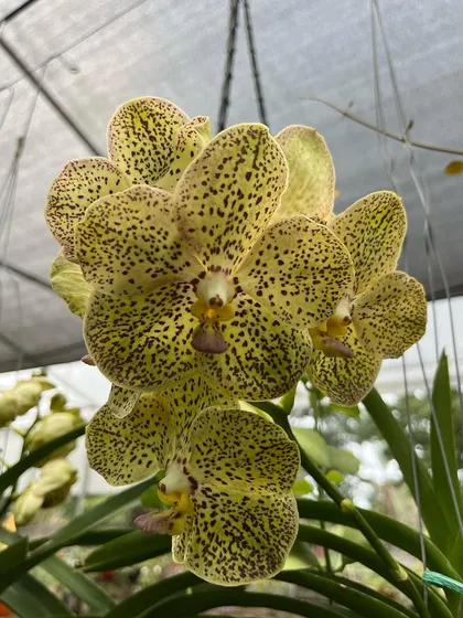 We specialize in sourcing stunning and healthy orchids. This beautiful spotted Vanda orchid is a perfect example of the unique, high-quality flowering plants you can find at our nursery.
