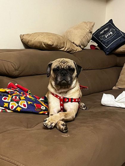 PL Paws - Animal Rescue & Rehabilitation The Power of Fostering: Be a Temporary Home photo 3