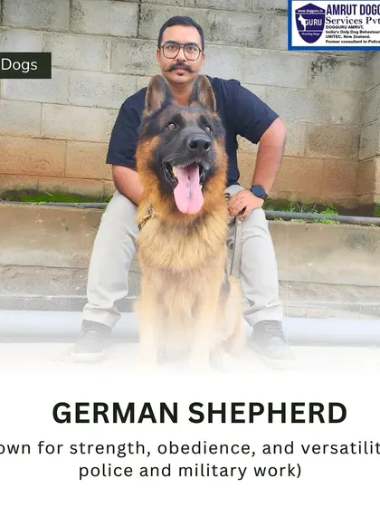 A German Shepherd, one of the most versatile working breeds we train, sits with me. Known for its intelligence and strength, this breed is a cornerstone of our police, military, and private security squads.