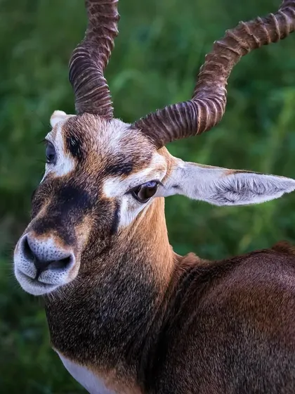 I captured this intimate portrait of a Blackbuck in Rajasthan, its intelligent gaze connecting directly with the viewer. The detailed shot highlights the magnificent spiral horns and the alert, gentle nature of this graceful antelope.