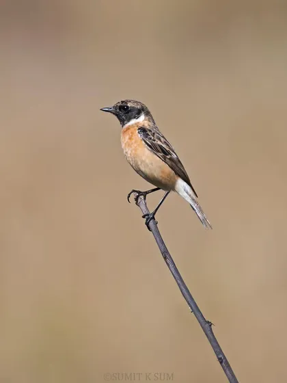 A Siberian Stonechat on a simple, stark perch, allowing its subtle colours and form to be the focus.