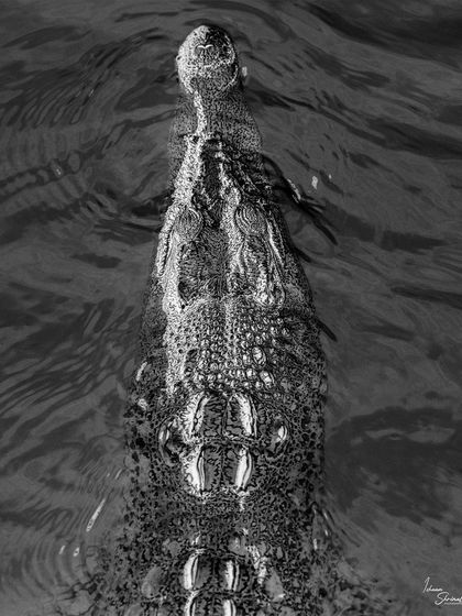 A black and white, top-down view of an Estuarine Crocodile. This unique angle emphasizes the powerful shape of its head and the incredible texture of its armored scales as it glides through the dark water.