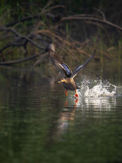 An Indian spot-billed duck taking off from the water with a powerful splash. This action shot captures the energy and urgency of flight.