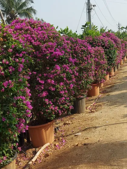Large, mature Bougainvillea bushes in pots, ready to provide instant color and impact for any garden project.