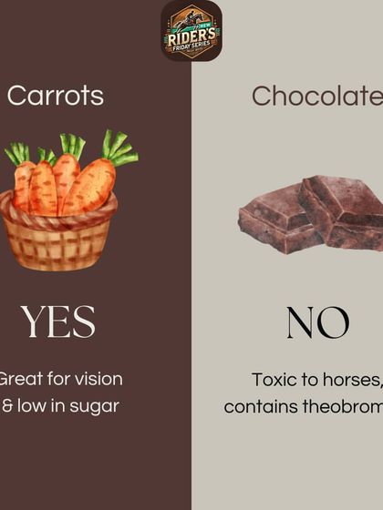 Carrots are a great, low-sugar treat for horses, but chocolate is toxic. This simple graphic is part of our educational series on what foods are safe and what to avoid.
