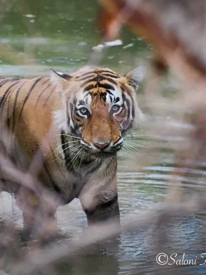 A tiger cooling off in a waterhole in Ranthambore. The branches in the foreground create a sense of intimacy, as if we are spying on a private moment.