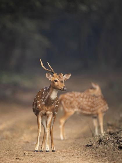 A Spotted Deer stag stands alert on a forest path. Their constant vigilance is a reminder that predators are never far away.