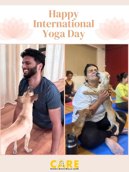 Charlie's Animal Rescue Centre - Community Outreach & Education The Power of Partnership: Corporate & Community Support photo 20