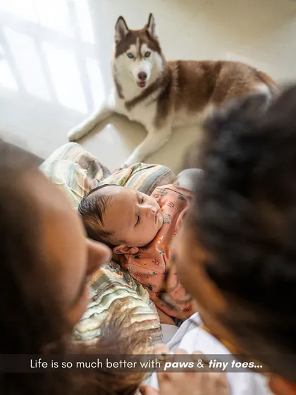 A protector from day one. Aspen the husky watching over his sleeping baby brother is a perfect example of the gentle soul these big dogs can be. I focus on capturing these natural, peaceful interactions during my at-home newborn shoots.