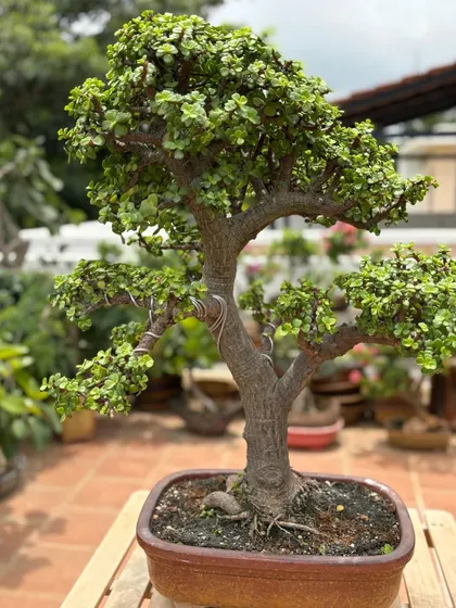 The Jade Bonsai, often called the Lucky Plant, is a symbol of prosperity and balance. I have shaped this particular tree over many years to develop its thick, gnarled trunk and lush canopy of glossy leaves, making it a perfect low-maintenance bonsai for beginners.