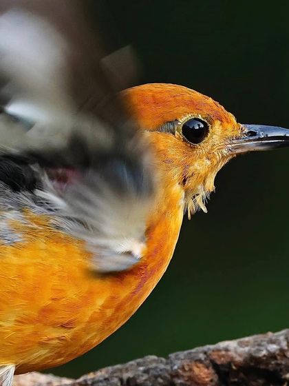 An Orange-headed Thrush shakes its wings, creating a blur of motion around its sharply focused head. This portrait captures both stillness and action in a single frame.