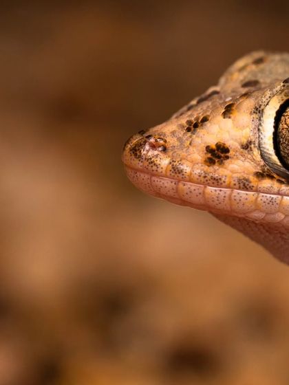 Macro & Miniature Worlds photo 9