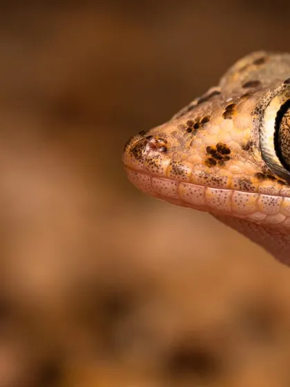 An extreme close-up of a gecko's eye. The intricate, vertical pupil and detailed scales are a universe in themselves.