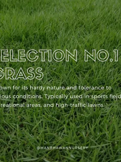 For your outdoor needs, we offer Selection No.1 Grass. It is known for its hardy nature and tolerance to various conditions, making it perfect for high-traffic lawns and recreational areas.