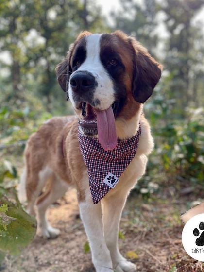 The Check Wool Bandana is a winter essential. It's warm, stylish, and easy to wear, as shown on this lovely St. Bernard.