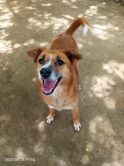 A happy face and a wagging tail. This is the simple joy we work to provide for every dog who comes through our gates.