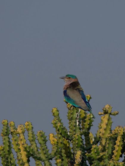 An Indian Roller perched atop a cactus, a much-awaited sighting. Its blue and brown feathers are beautiful even when not in flight.
