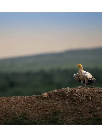 An Egyptian Vulture perches on a mound of dirt, surveying the landscape below. Its posture is one of patience and watchfulness.