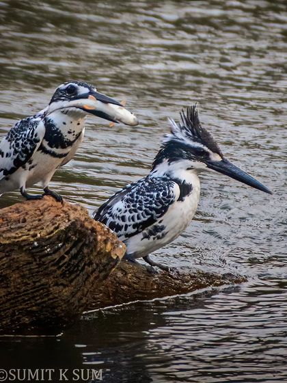 A closer look at the Pied Kingfisher courtship. You can distinguish the male by the double band on his chest, while the female has a single, broken band.