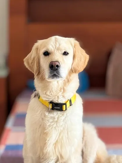 This is Buddy, a handsome and gentle adult Golden Retriever. Adopting an adult dog can be incredibly rewarding. They are often calm, trained, and so grateful for a second chance at a loving home. Buddy is a perfect example of a loyal friend waiting for his person.