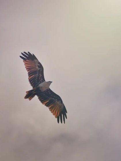Lalith - Wildlife & Nature Photography Wings in Motion photo 20