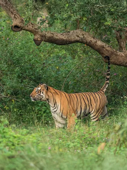 The powerful stance of Karadi Male as he surveys his kingdom in Bandipur. His presence is a testament to the resilience of nature and the ongoing sagas of the wild.