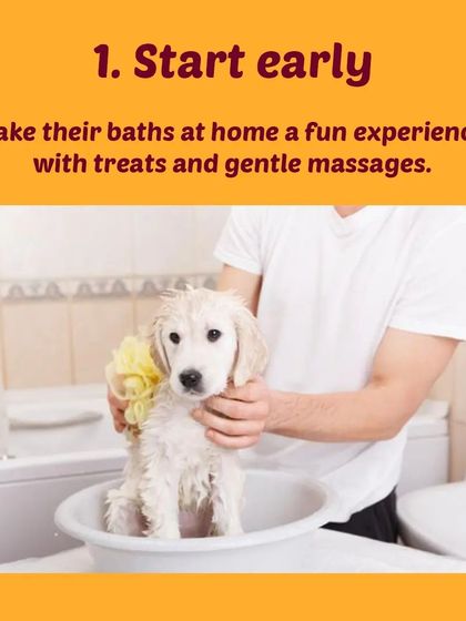 Tail It Easy - Mobile Pet Grooming Pet Parent Pro-Tips photo 24