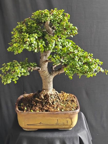 A classic Jade bonsai, well-proportioned and healthy, ready to bring good fortune to a new home for Diwali.