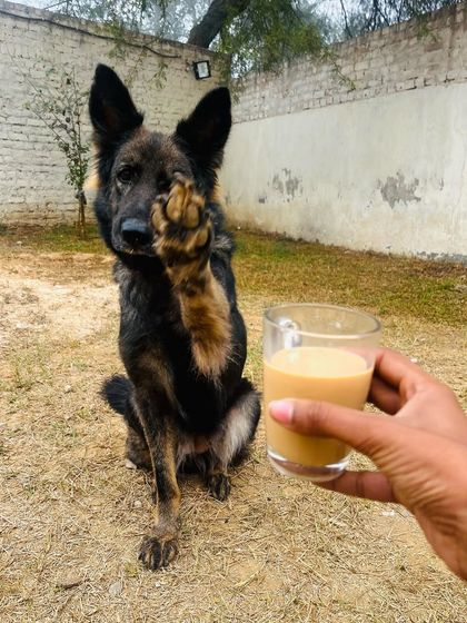A quiet morning moment with Karma. Even a high-drive working dog can be a wonderful companion. This is the stable temperament we breed for.