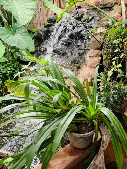 A small, charming waterfall feature adds to the tranquil ambiance of our property, providing a soothing soundtrack of flowing water.