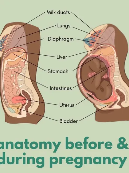 Understanding the incredible changes your body undergoes is the first step to a comfortable pregnancy. This anatomical illustration shows how your organs shift to accommodate your growing baby, which is why specialized prenatal care is so important.