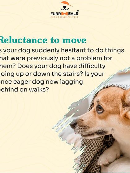 This detailed guide helps you identify the signs of arthritis in your dog. Learn to spot reluctance to move, limping, irritability when touched, and changes in behavior, so you can seek help sooner.