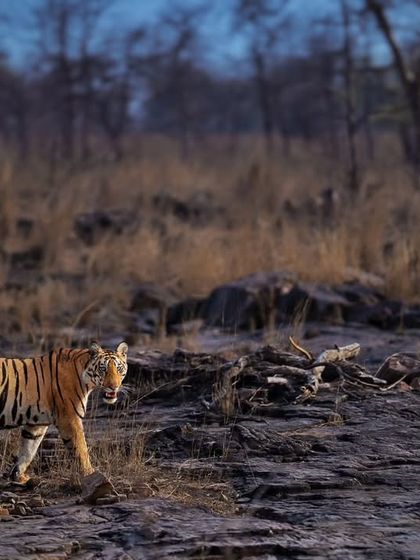 Tigers of India's Jungles photo 59