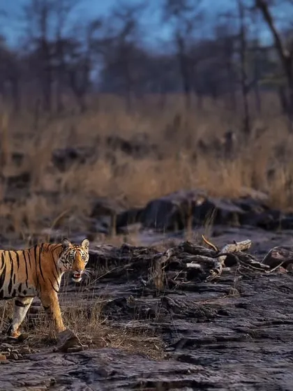 A cub from the P151 litter in Panna National Park, set against the rocky terrain. This landscape is as much a character in the photo as the tiger itself.